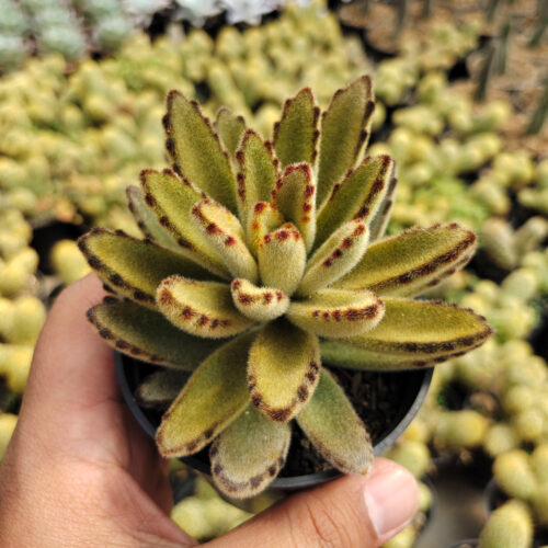 Kalanchoe Tomentosa Chocolate Soldier, real gallery image #3 plants. Picture taken directly from kaktus.id community Kalanchoe farmer green houses.