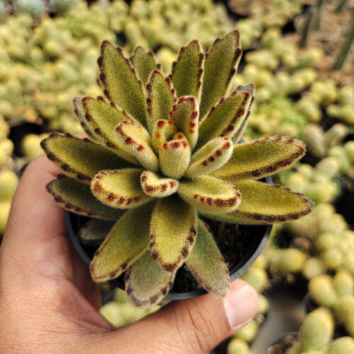 231. Kalanchoe Tomentosa Chocolate Soldier
