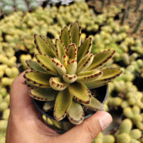 Kalanchoe Tomentosa Chocolate Soldier, real gallery image #5 plants. Picture taken directly from kaktus.id community Kalanchoe farmer green houses.