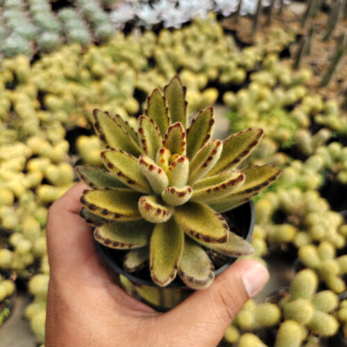 Kalanchoe Tomentosa Chocolate Soldier, real gallery image #6 plants. Picture taken directly from kaktus.id community Kalanchoe farmer green houses.
