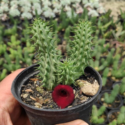 Huernia Schneideriana 'Red Dragon', real gallery image #8 plants. Picture taken directly from kaktus.id community Huernia farmer green houses.