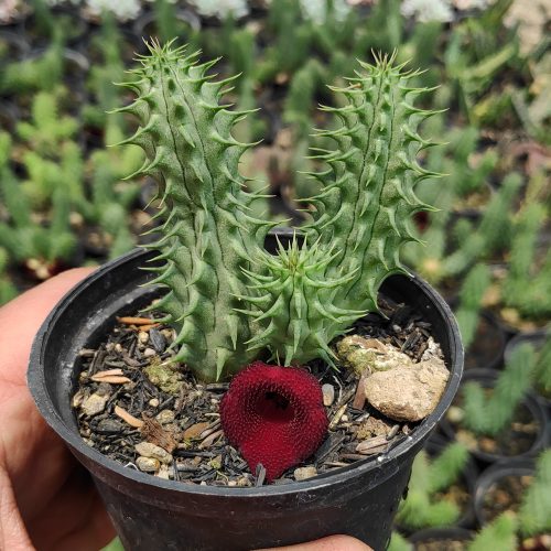 Huernia Schneideriana 'Red Dragon', real gallery image #7 plants. Picture taken directly from kaktus.id community Huernia farmer green houses.