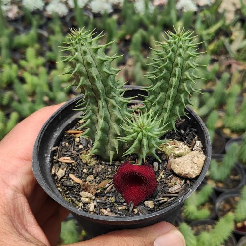 Huernia Schneideriana 'Red Dragon', real gallery image #6 plants. Picture taken directly from kaktus.id community Huernia farmer green houses.