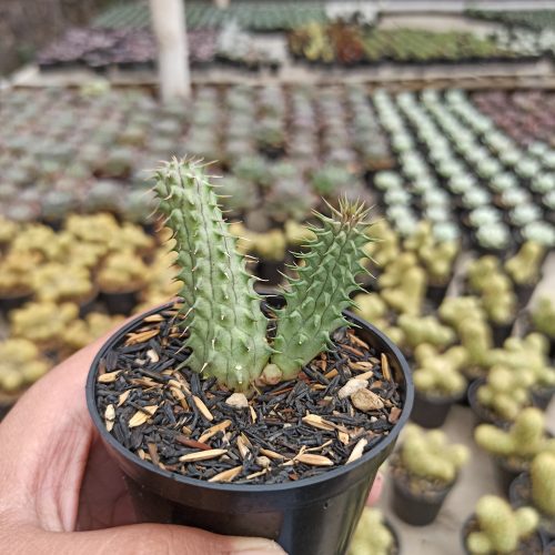 Huernia Schneideriana 'Red Dragon', real gallery image #2 plants. Picture taken directly from kaktus.id community Huernia farmer green houses.