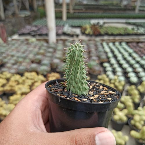 Huernia Schneideriana 'Red Dragon', real gallery image #4 plants. Picture taken directly from kaktus.id community Huernia farmer green houses.