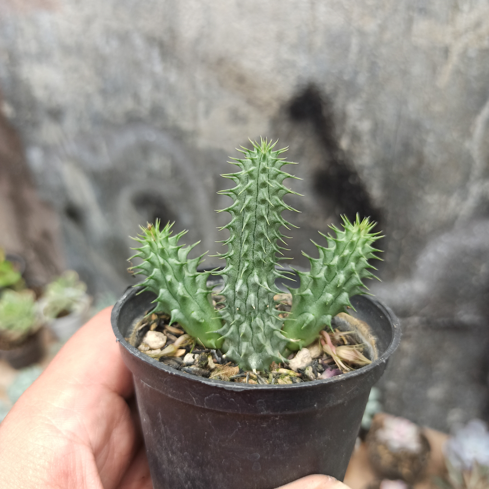 kaktus.id