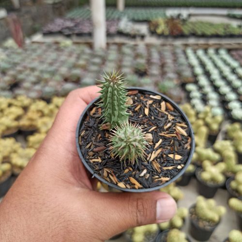 Huernia Schneideriana 'Red Dragon', real gallery image #3 plants. Picture taken directly from kaktus.id community Huernia farmer green houses.