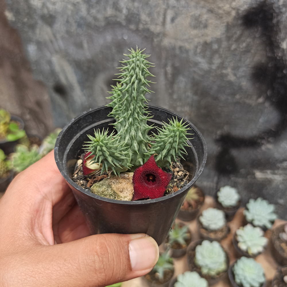 kaktus.id