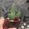 Huernia Schneideriana 'Red Dragon', real feature image plant. Picture taken directly from kaktus.id community Huernia farmer green houses.