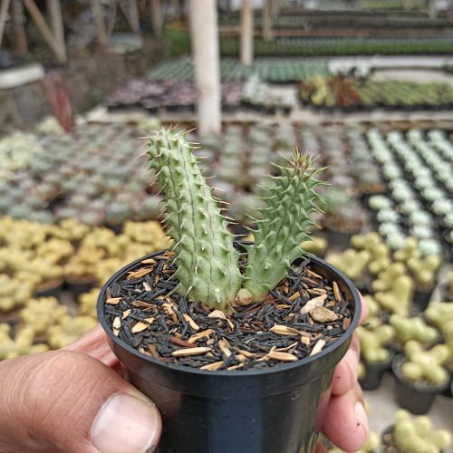 Huernia Schneideriana 'Red Dragon', real gallery image #5 plants. Picture taken directly from kaktus.id community Huernia farmer green houses.