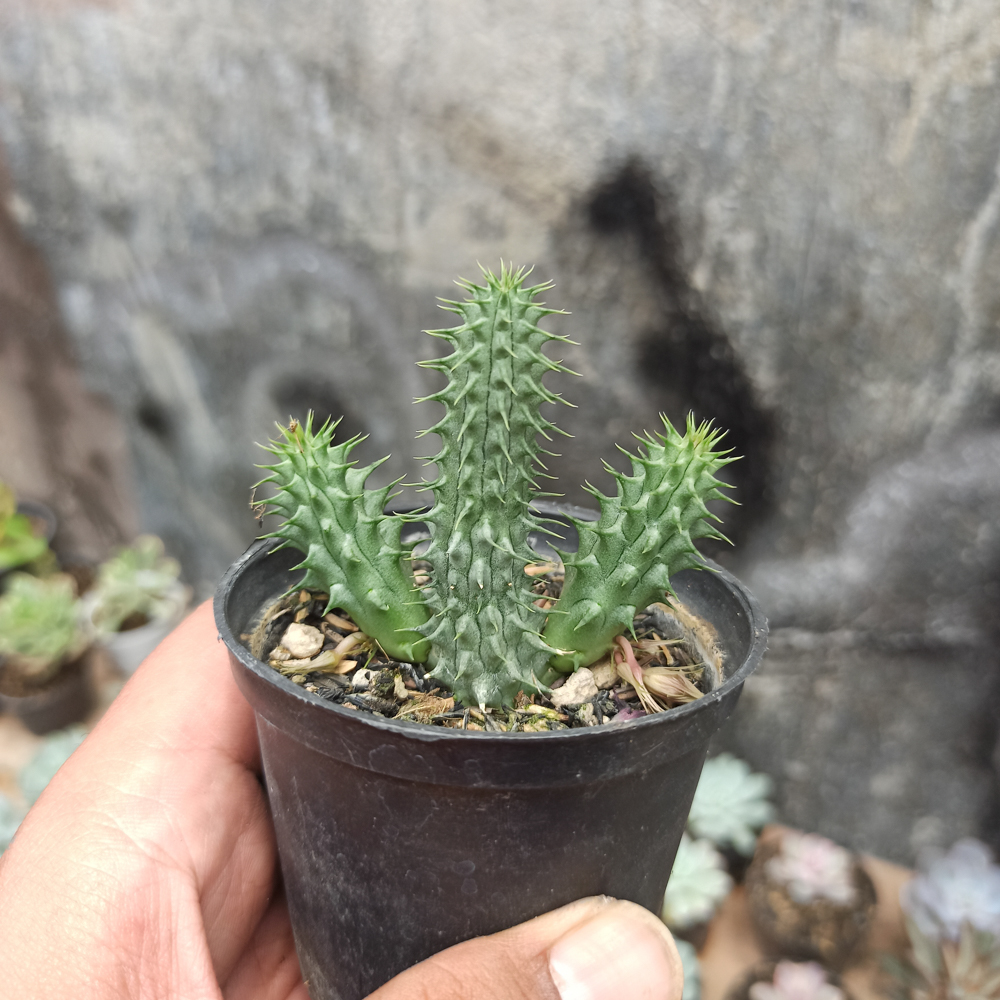 kaktus.id