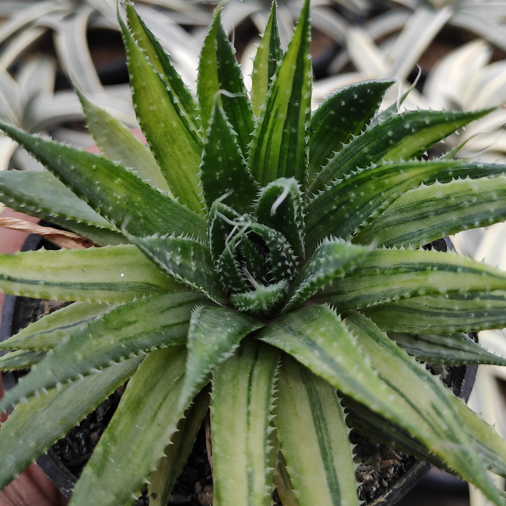 kaktus.id