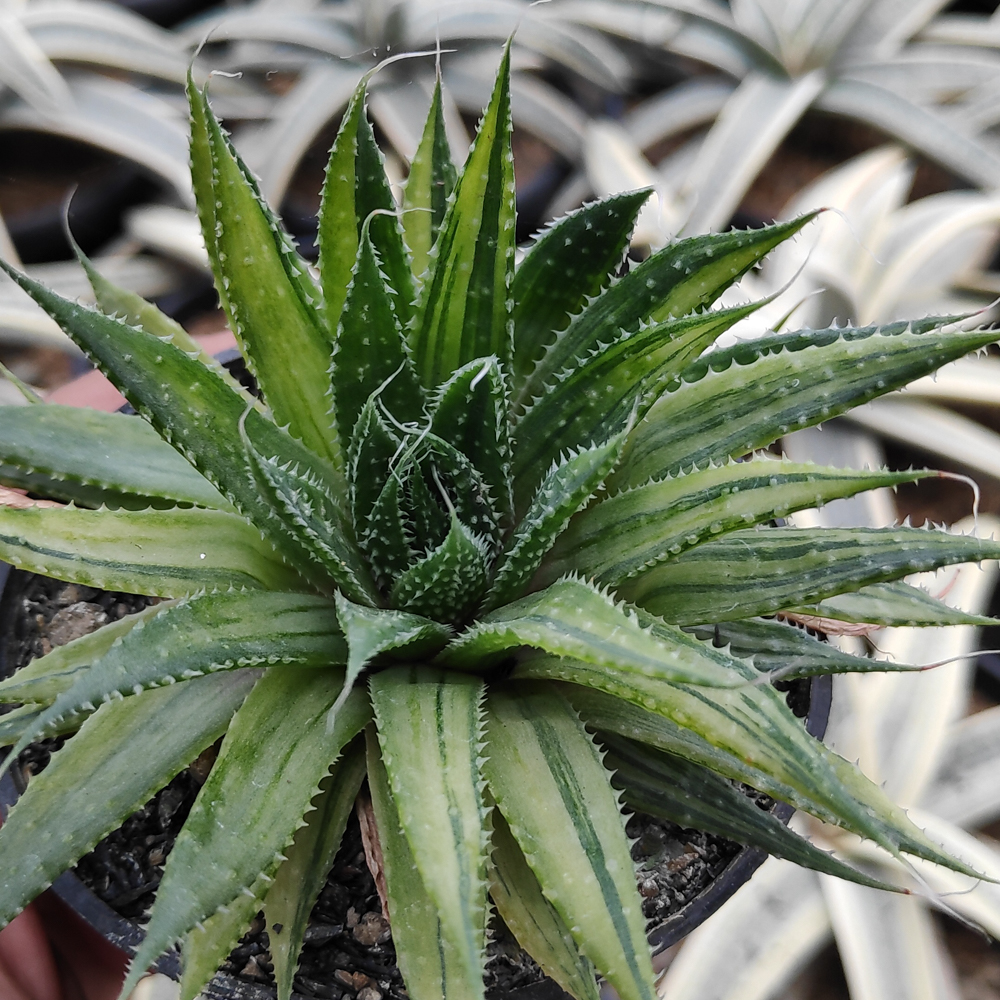 kaktus.id