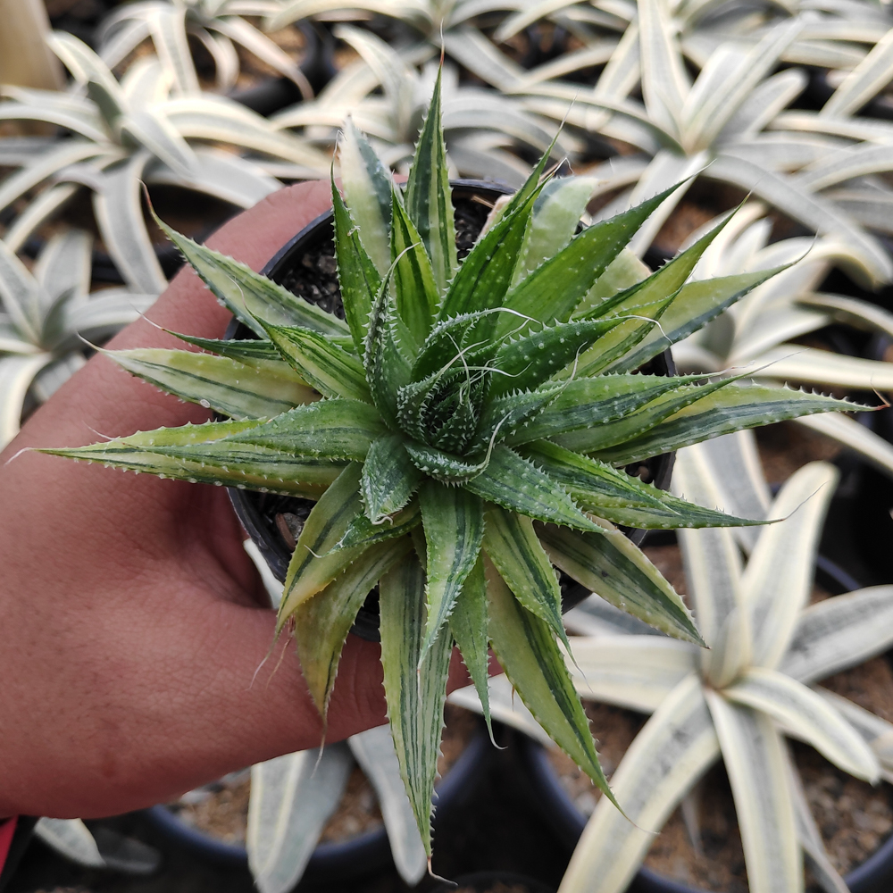 kaktus.id