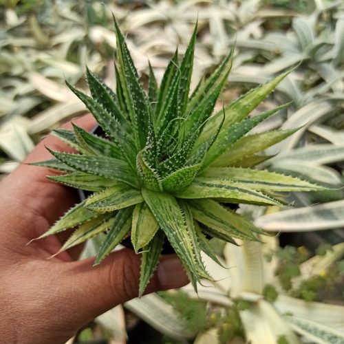 Aristaloe Aristata 'lace Aloe' Variegated, real gallery image #2 plants. Picture taken directly from kaktus.id community Aristaloe farmer green houses.