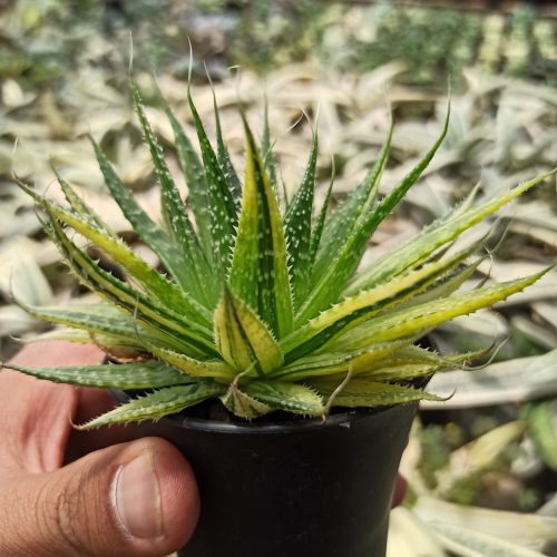Aristaloe Aristata 'lace Aloe' Variegated, real gallery image #3 plants. Picture taken directly from kaktus.id community Aristaloe farmer green houses.