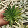 Aristaloe Aristata 'lace Aloe' Variegated, real gallery image #4 plants. Picture taken directly from kaktus.id community Aristaloe farmer green houses.