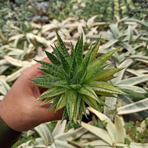Aristaloe Aristata 'lace Aloe' Variegated, real gallery image #5 plants. Picture taken directly from kaktus.id community Aristaloe farmer green houses.