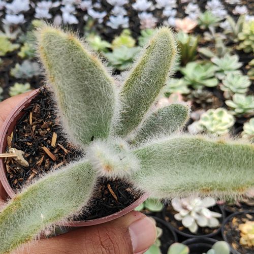 Kalanchoe Tomentosa Hairy, real gallery image #1 plants. Picture taken directly from kaktus.id community Kalanchoe farmer green houses.
