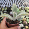Kalanchoe Tomentosa Hairy, real feature image plant. Picture taken directly from kaktus.id community Kalanchoe farmer green houses.