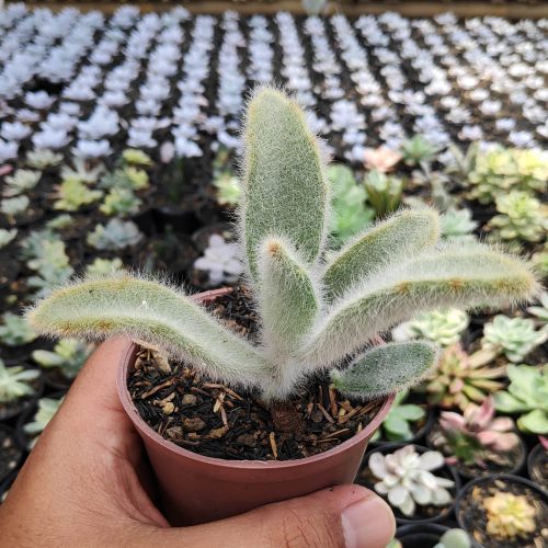 Kalanchoe Tomentosa Hairy, real gallery image #2 plants. Picture taken directly from kaktus.id community Kalanchoe farmer green houses.