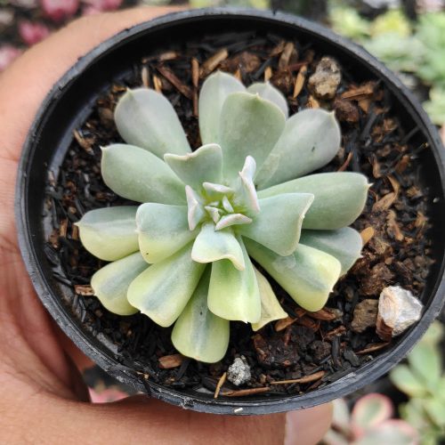 Echeveria Cubic Frost Variegated, real gallery image #1 plants. Picture taken directly from kaktus.id community Echeveria farmer green houses.