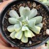 Echeveria Cubic Frost Variegated, real gallery image #4 plants. Picture taken directly from kaktus.id community Echeveria farmer green houses.
