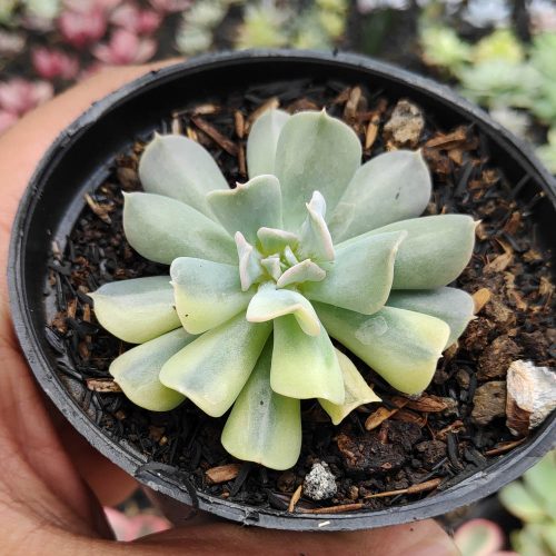 Echeveria Cubic Frost Variegated, real gallery image #3 plants. Picture taken directly from kaktus.id community Echeveria farmer green houses.