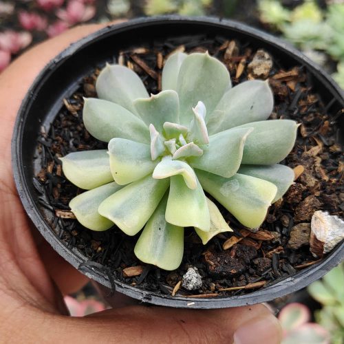Echeveria Cubic Frost Variegated, real gallery image #2 plants. Picture taken directly from kaktus.id community Echeveria farmer green houses.