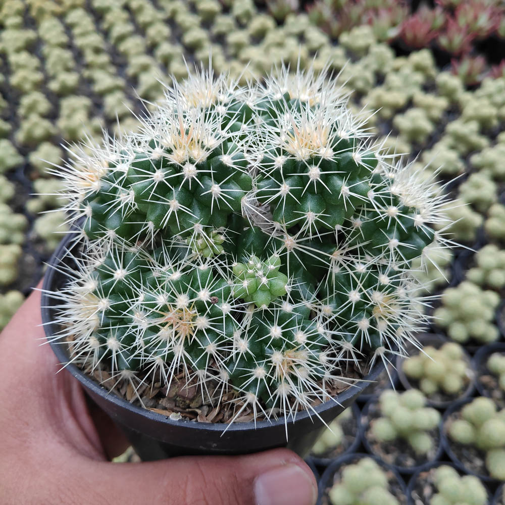 kaktus.id