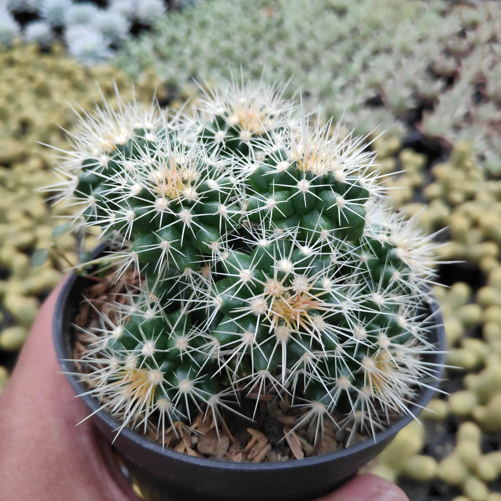 kaktus.id