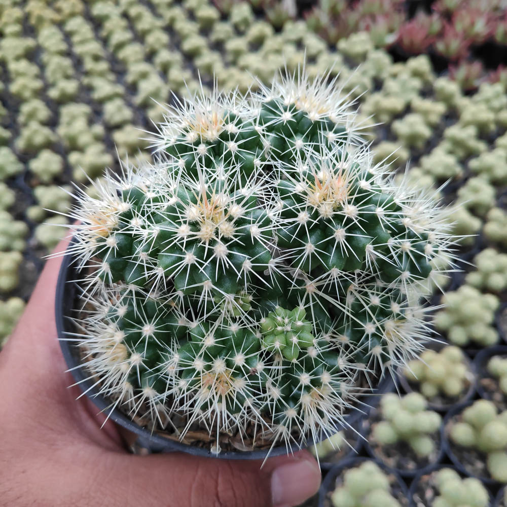 kaktus.id