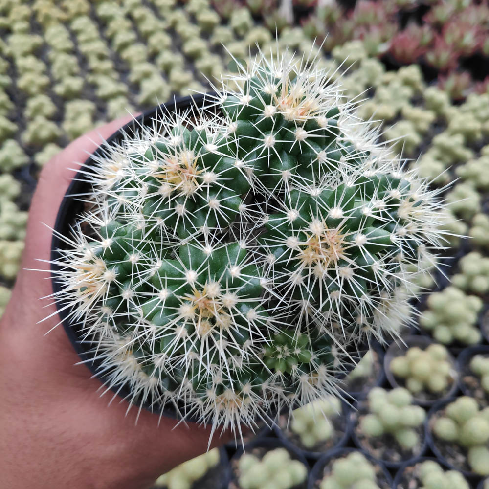 kaktus.id