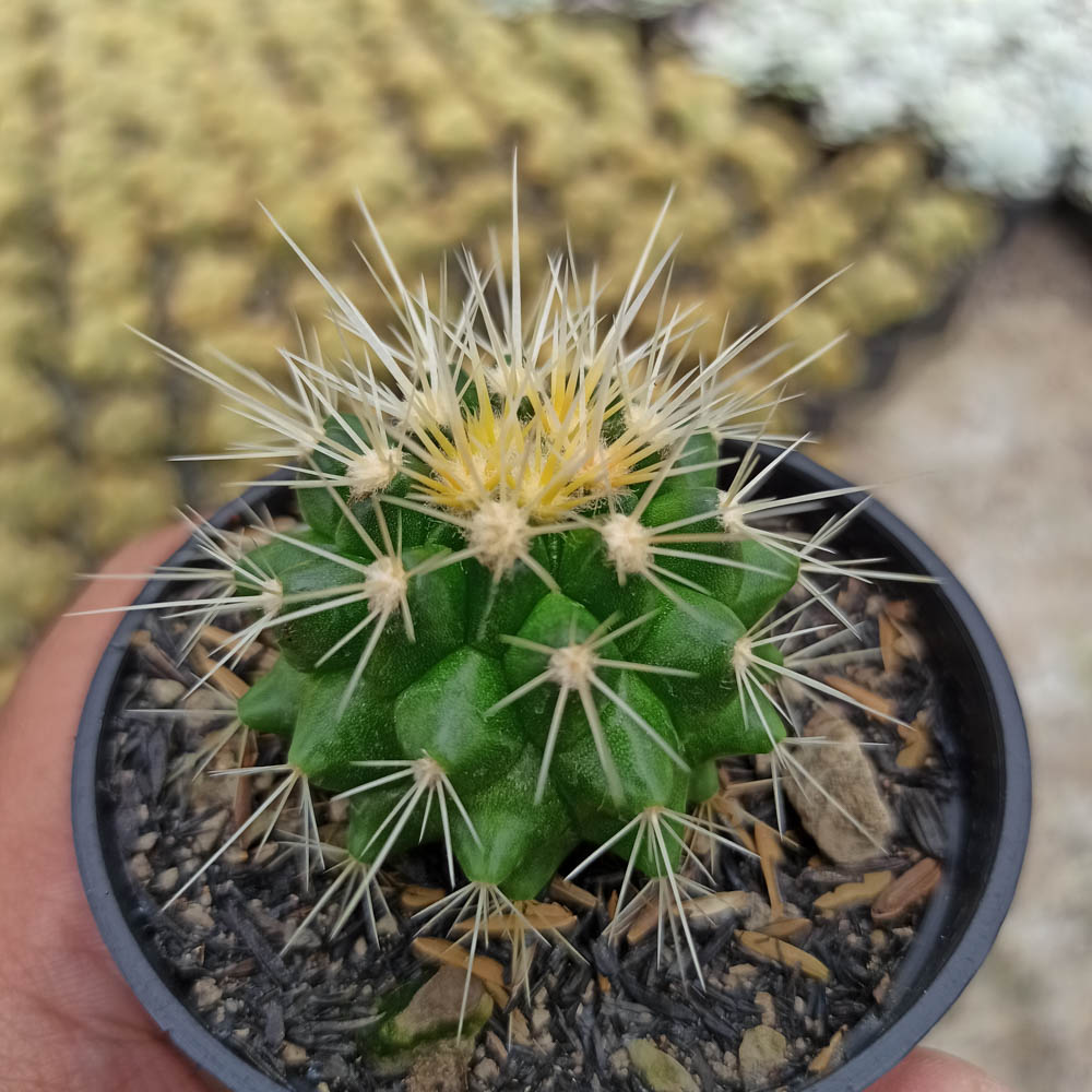 kaktus.id