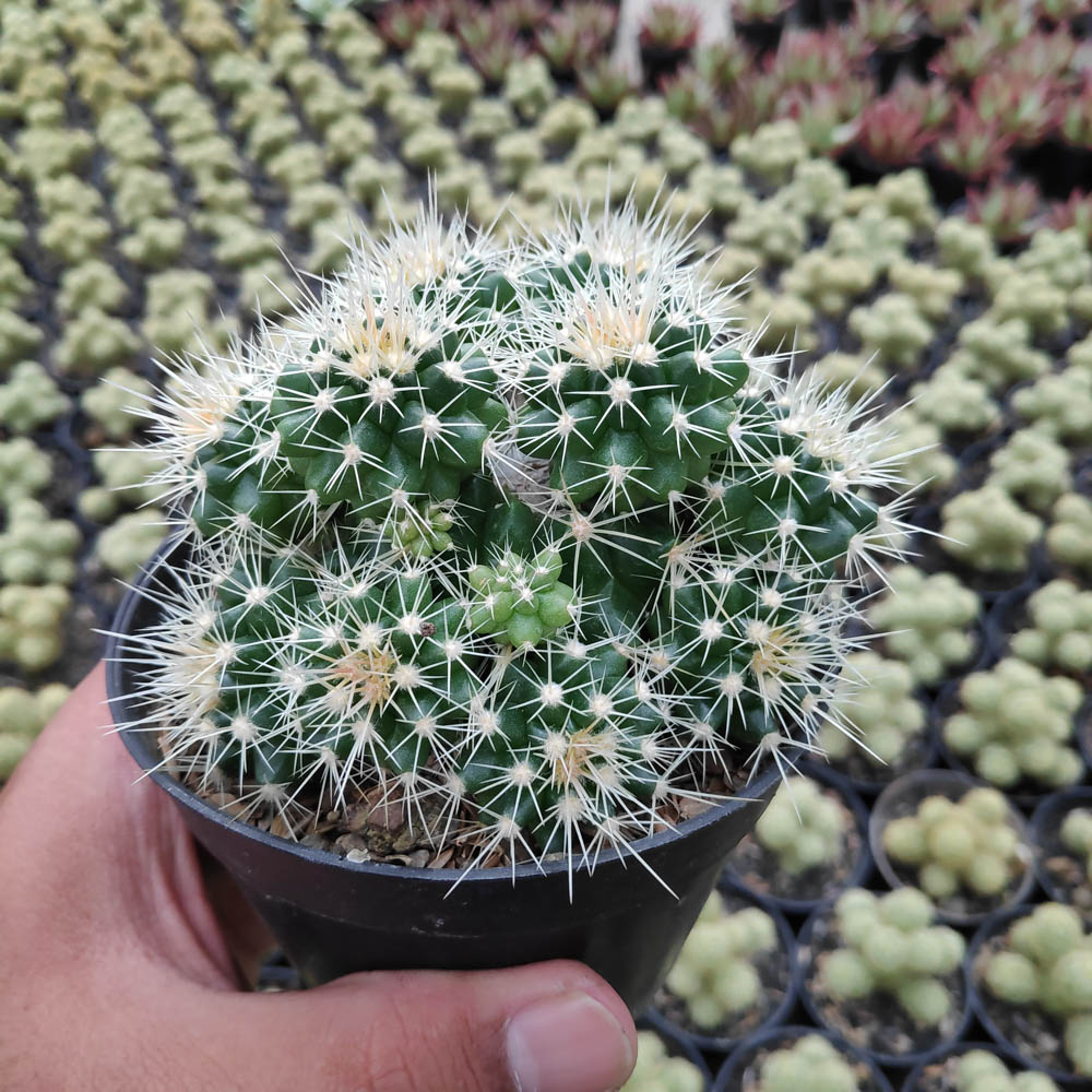 kaktus.id