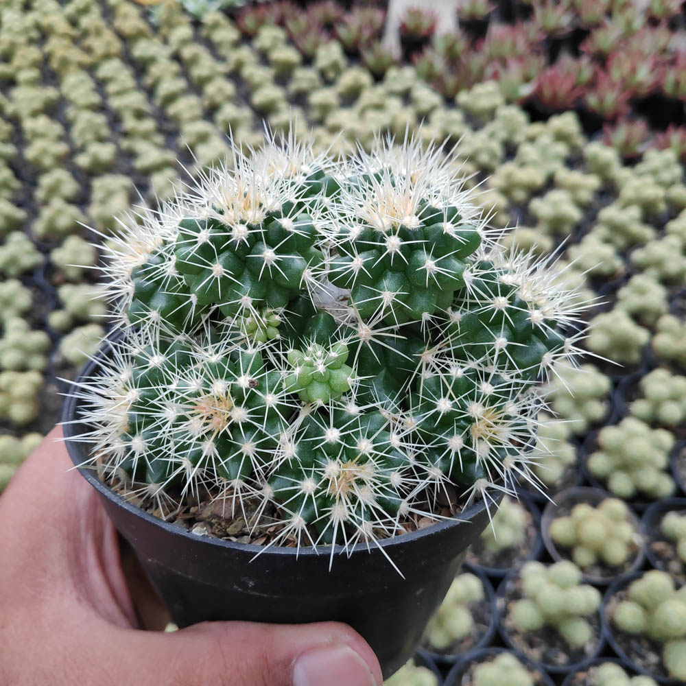 kaktus.id