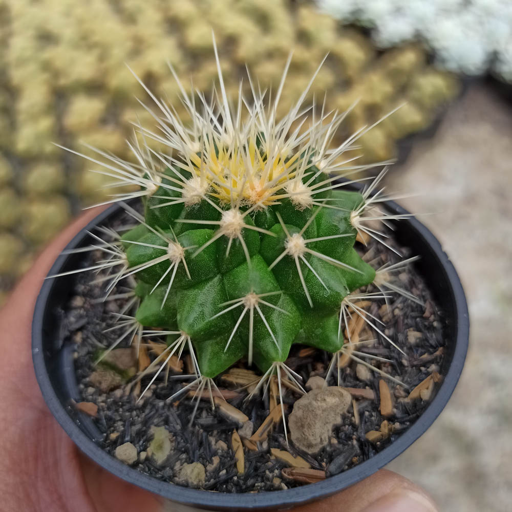 kaktus.id
