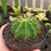 Echinocactus Eyriesii, real feature image plant. Picture taken directly from kaktus.id community Echinocactus farmer green houses.