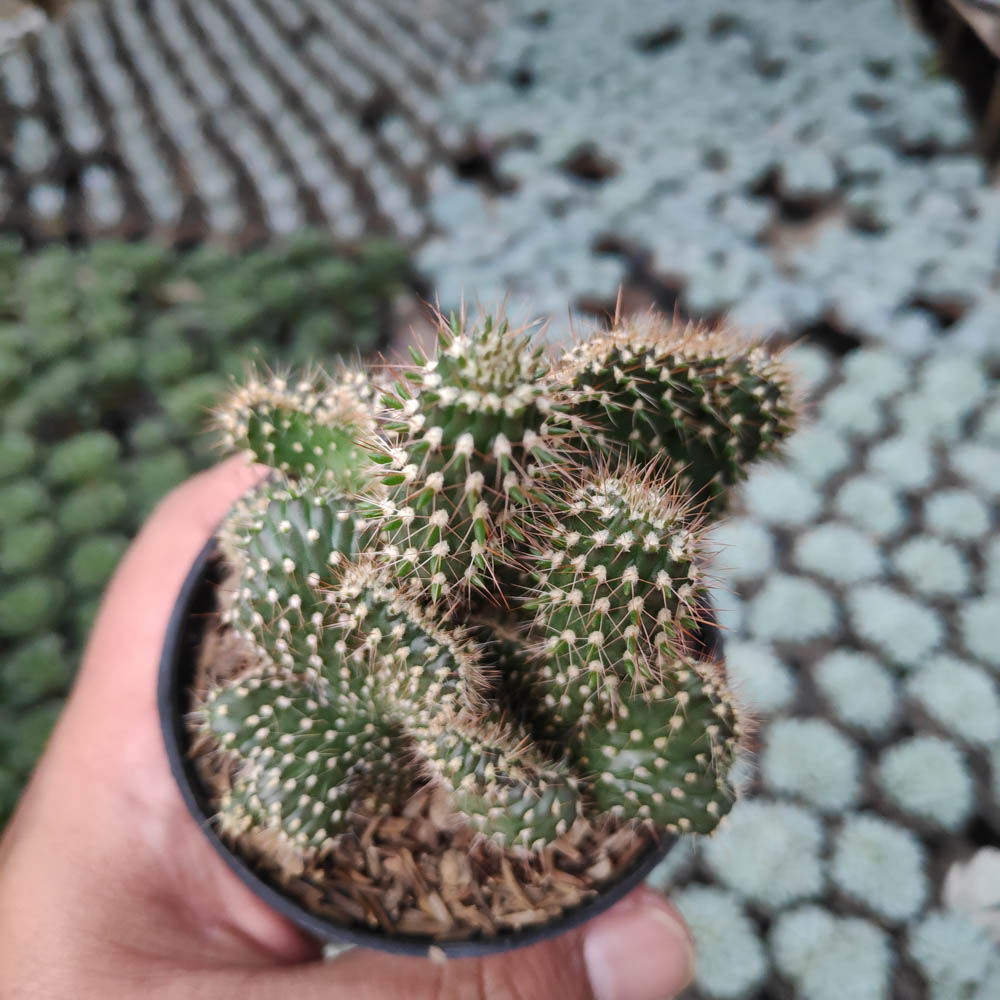 245. Opuntia Cylindrica Cristata (17 of 27) - kaktus.id