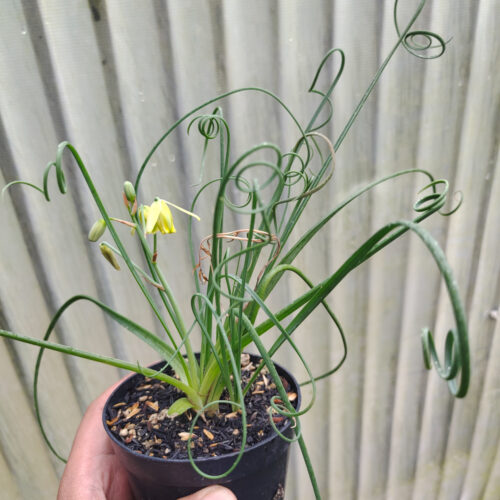 Albuca Spiralis, real gallery image #2 plants. Picture taken directly from kaktus.id community Albuca farmer green houses.