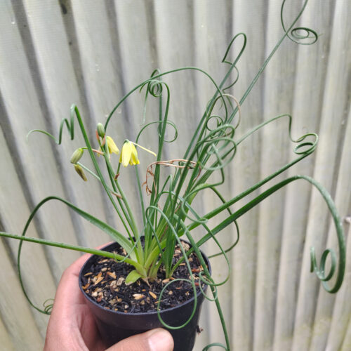 Albuca Spiralis, real gallery image #3 plants. Picture taken directly from kaktus.id community Albuca farmer green houses.