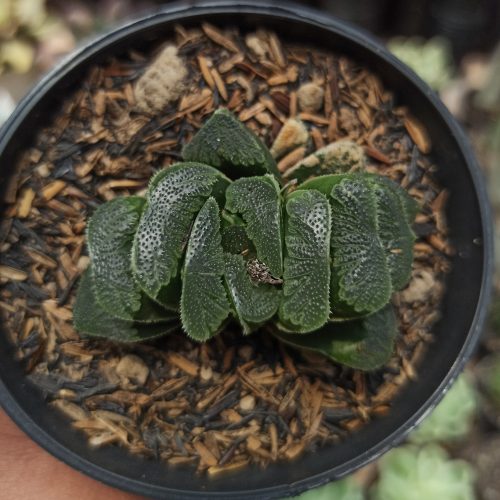 Haworthia Truncata Maughanii, real gallery image #4 plants. Picture taken directly from kaktus.id community Haworthia farmer green houses.