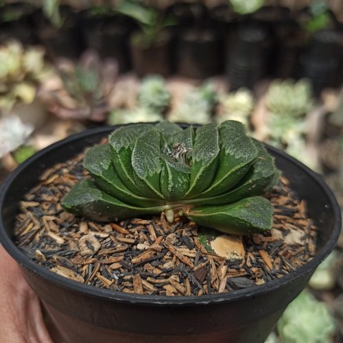 Haworthia Truncata Maughanii, real gallery image #2 plants. Picture taken directly from kaktus.id community Haworthia farmer green houses.