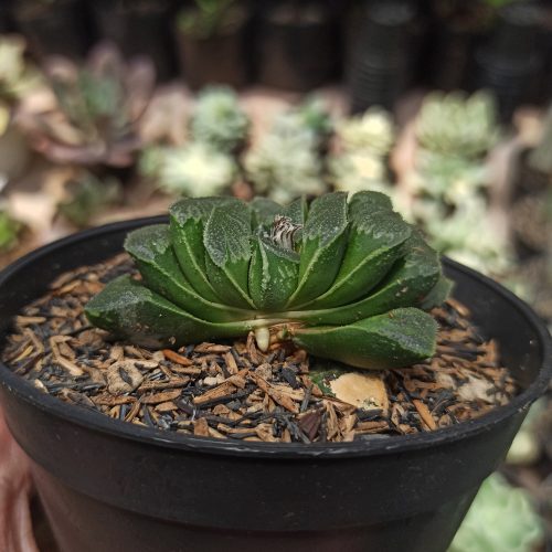 Haworthia Truncata Maughanii, real gallery image #11 plants. Picture taken directly from kaktus.id community Haworthia farmer green houses.