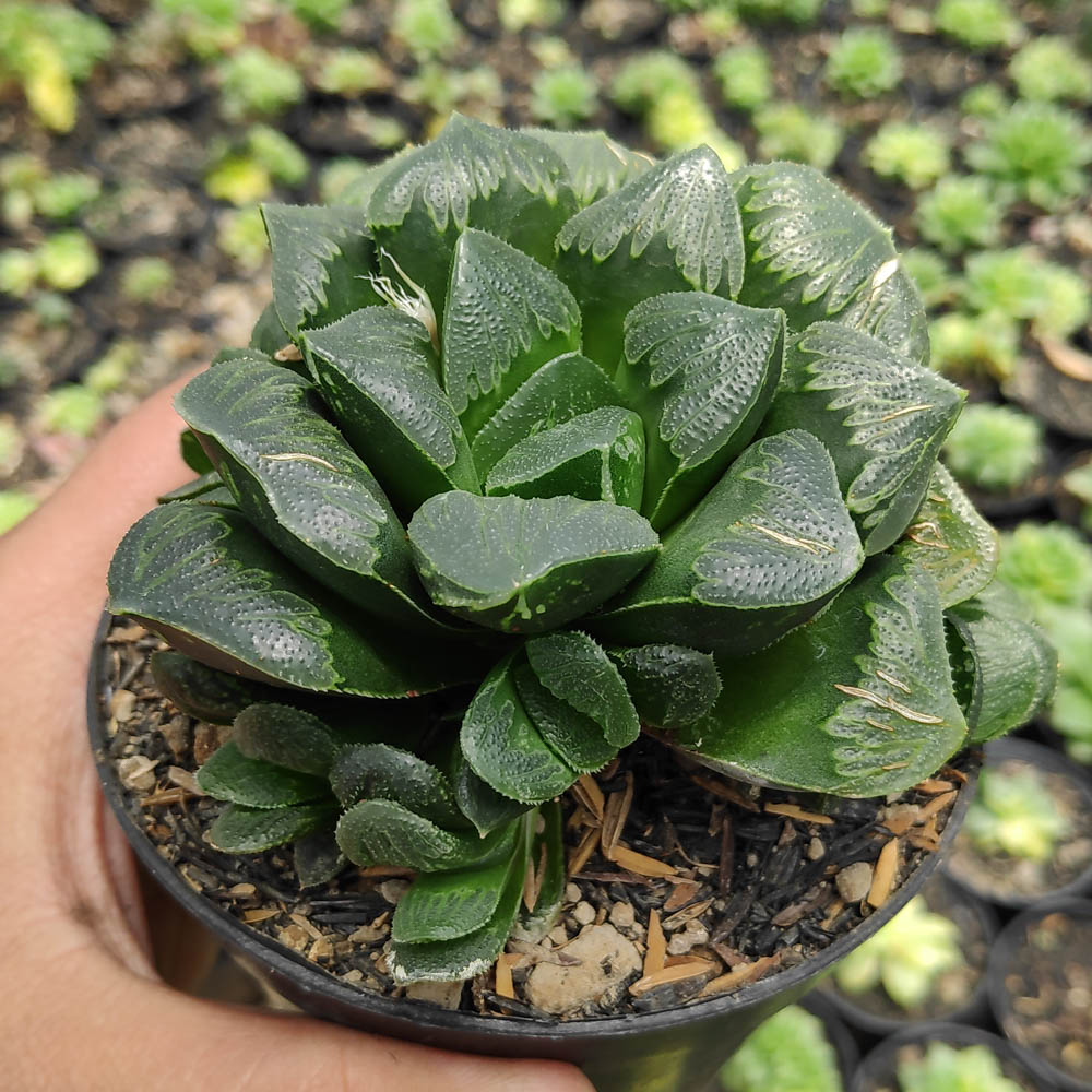kaktus.id