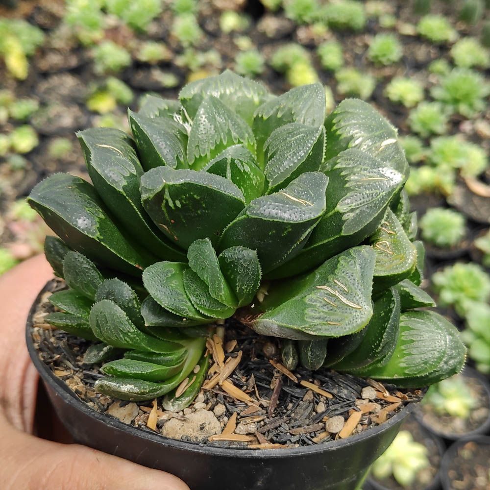 kaktus.id