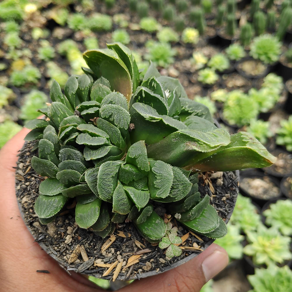 kaktus.id