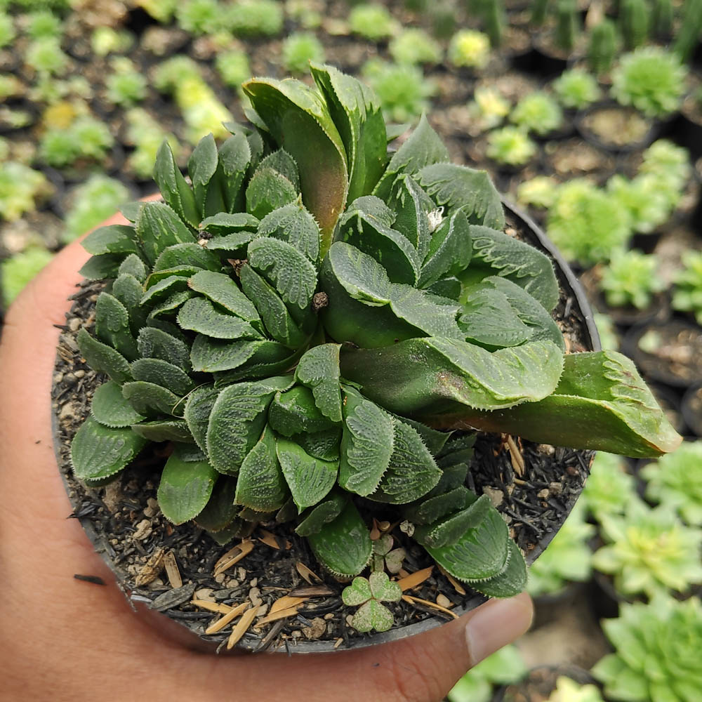 kaktus.id