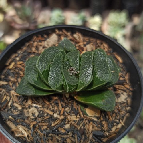 Haworthia Truncata Maughanii, real gallery image #6 plants. Picture taken directly from kaktus.id community Haworthia farmer green houses.