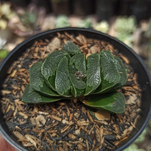 Haworthia Truncata Maughanii, real gallery image #9 plants. Picture taken directly from kaktus.id community Haworthia farmer green houses.